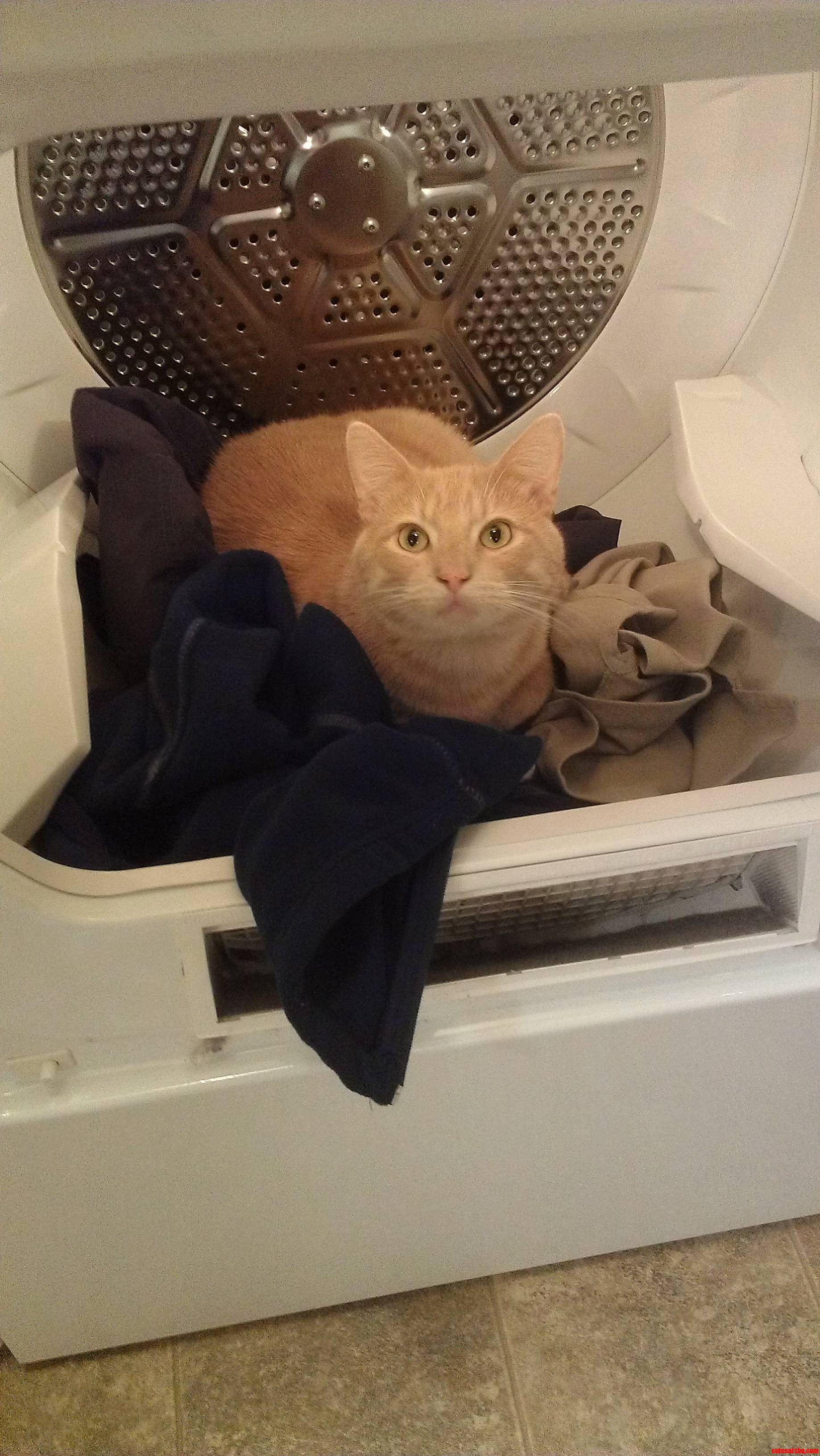 William Catner Enjoys Helping with the Household Chores.