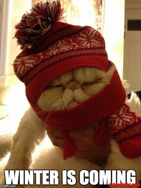 Winter Is Coming Sir Lucifur Fluffypants in Not Happy About It.