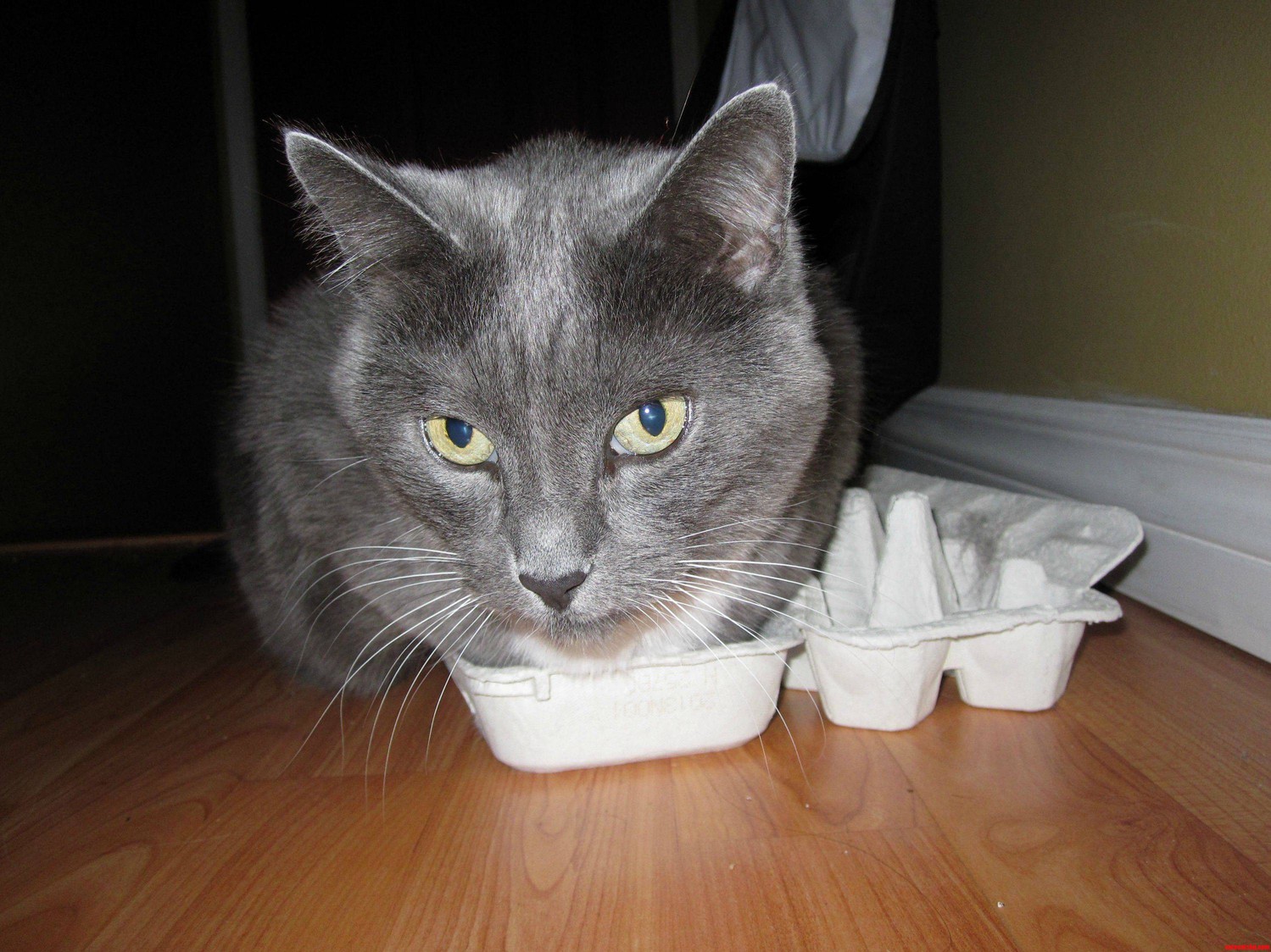 With No Box or Bed Stella Is Making the Best of the Situation...