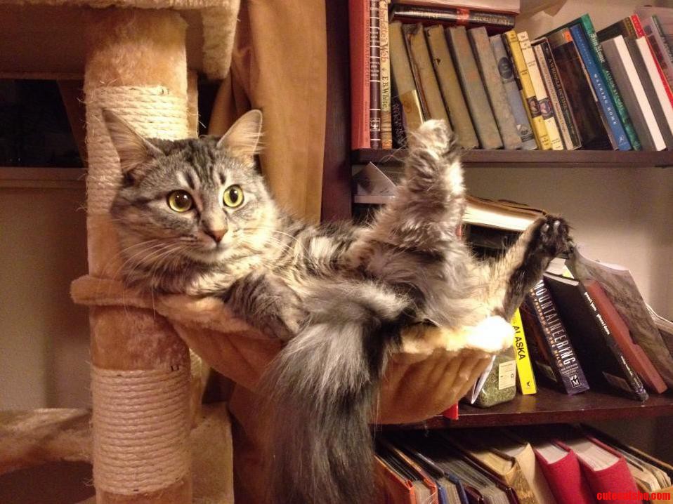Wot Is This Not the Way Cats Normally Sit