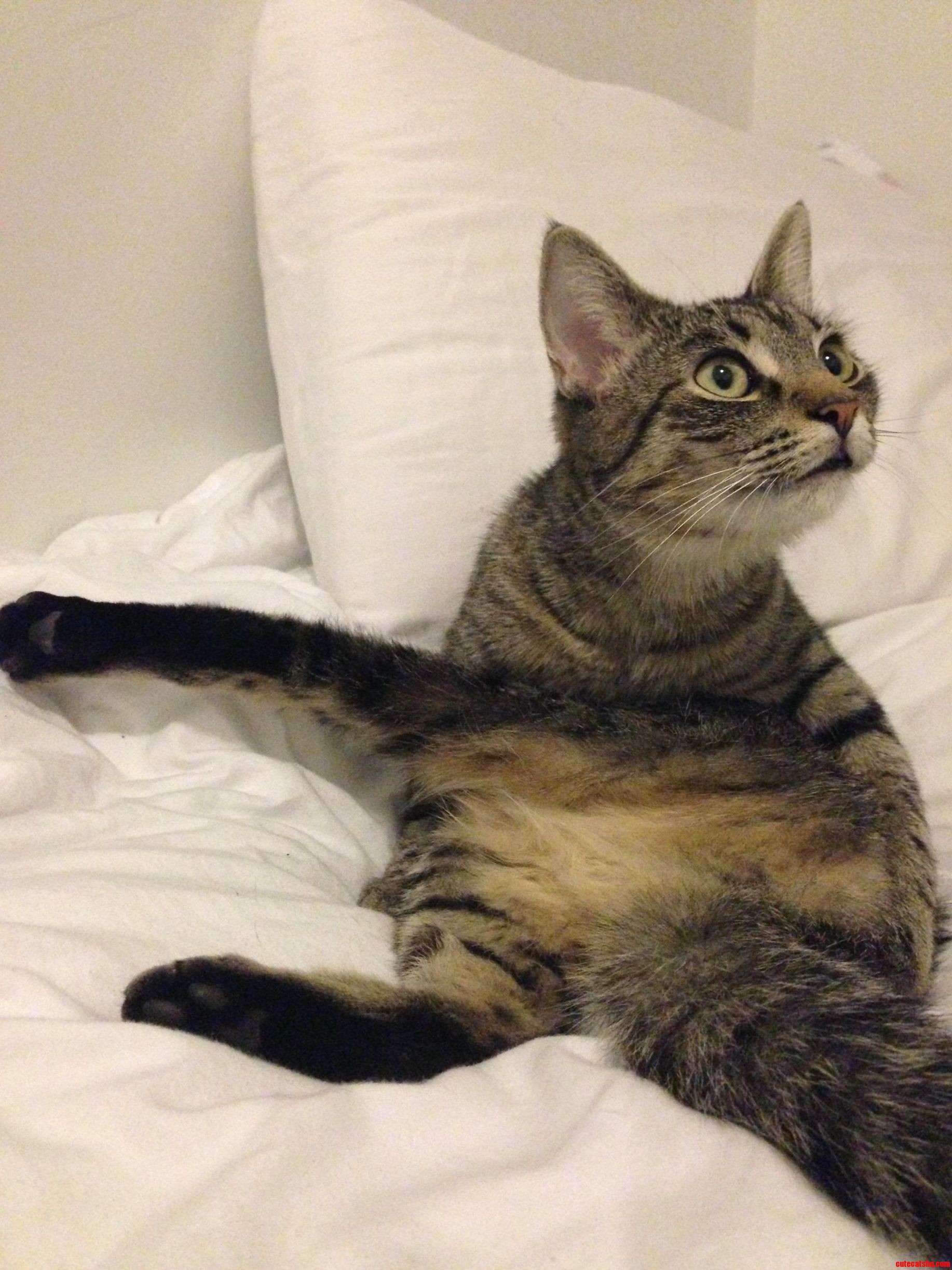Wtf Kitty
