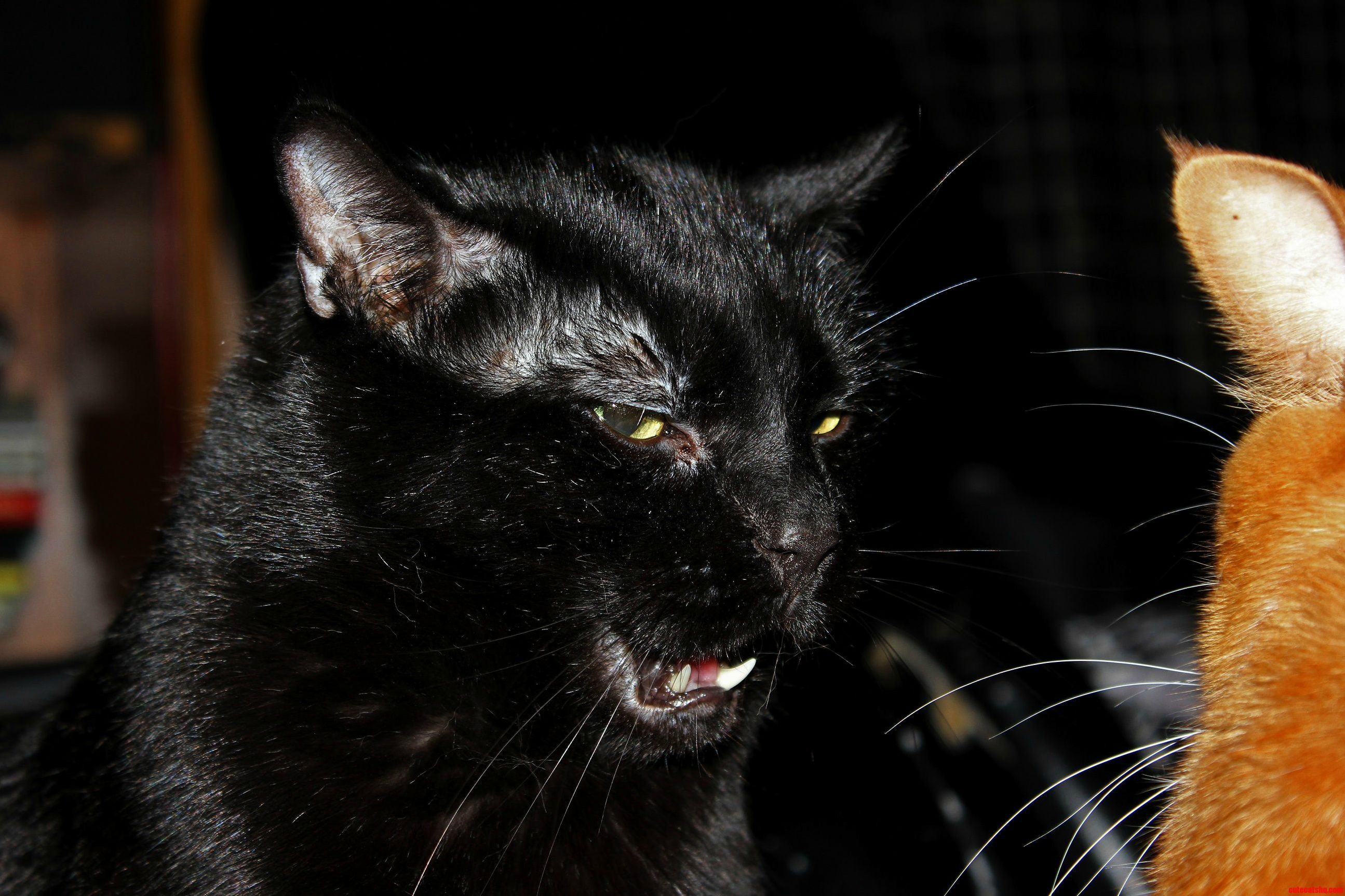 Wyldes Face While Wrestling His Brother