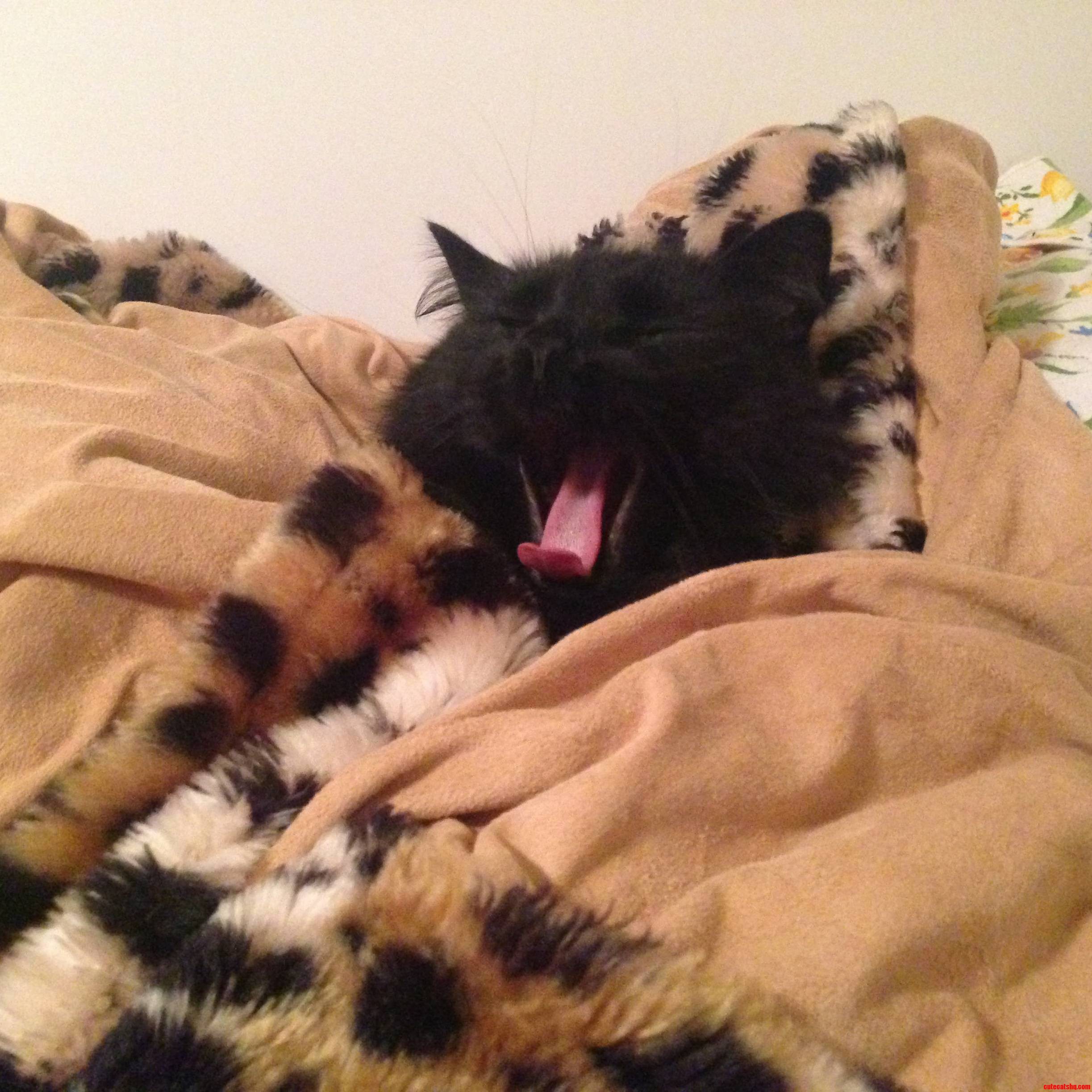 Yawn