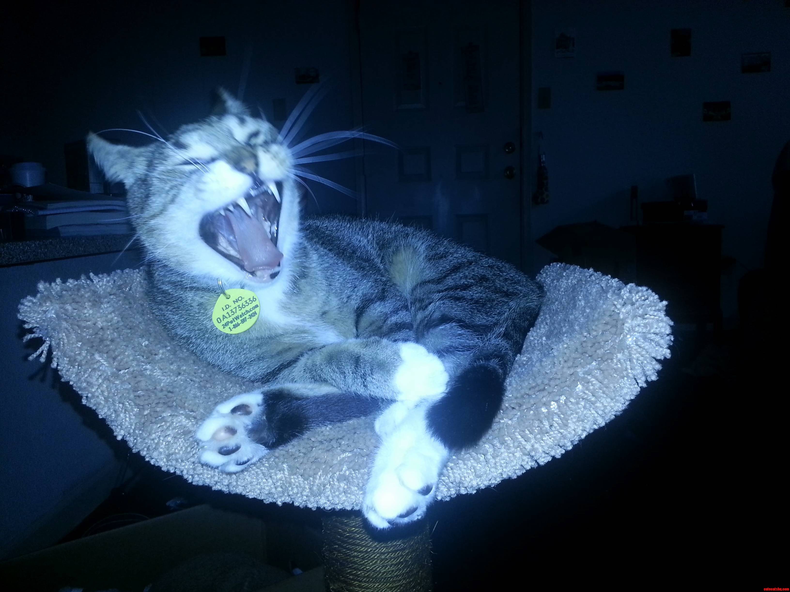 Yawwnn