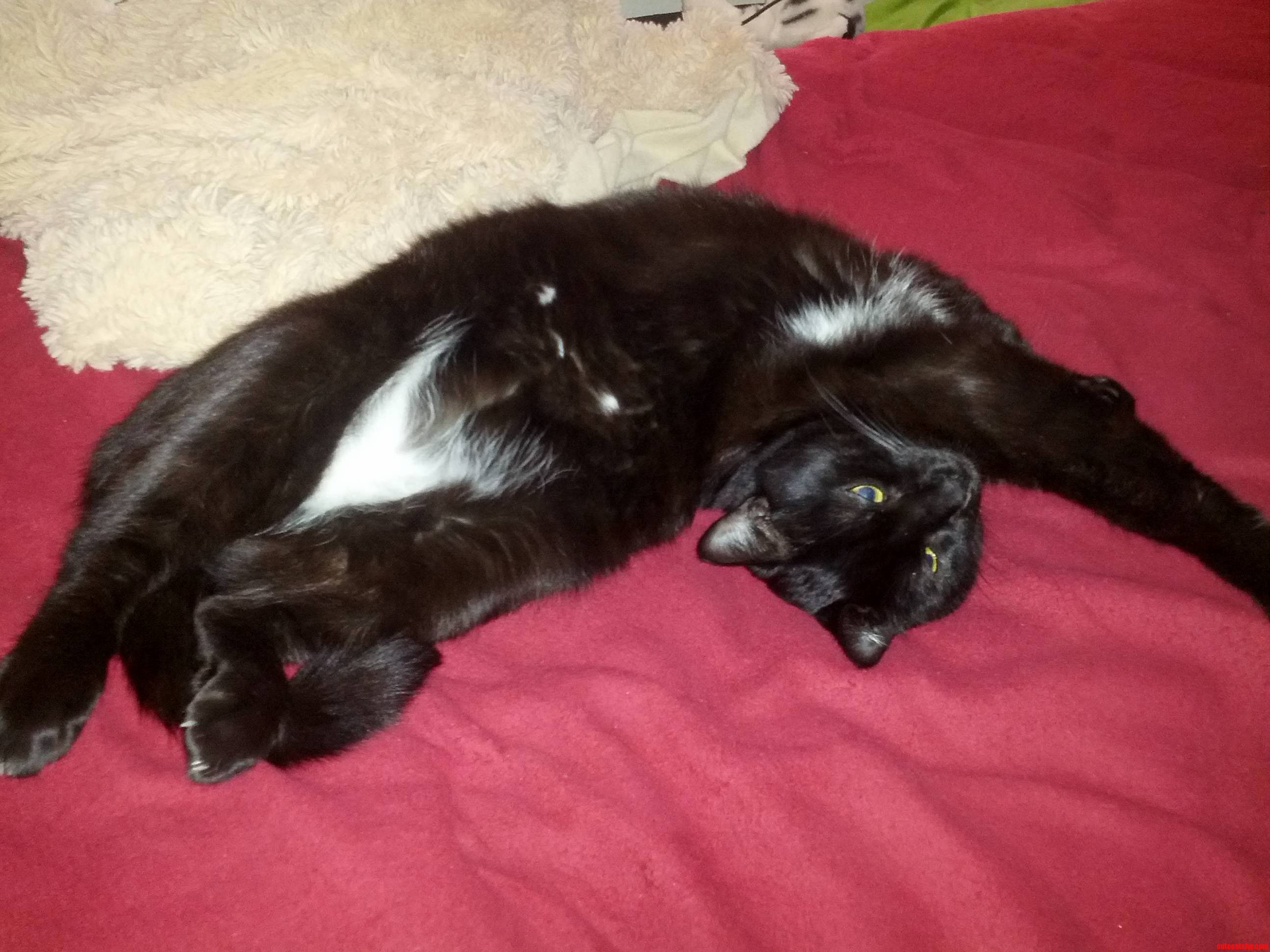 Yep Hes Comfortable.