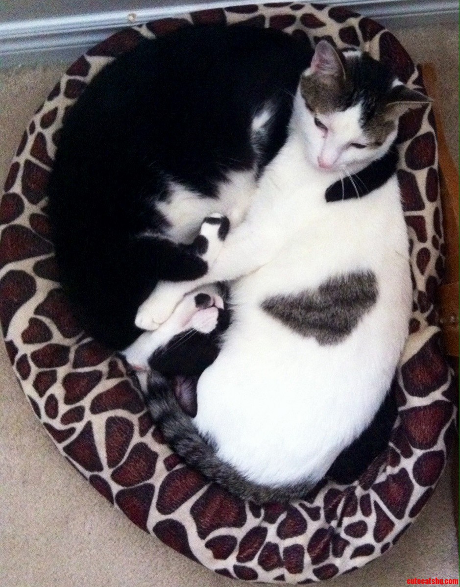 Yin and Yang.
