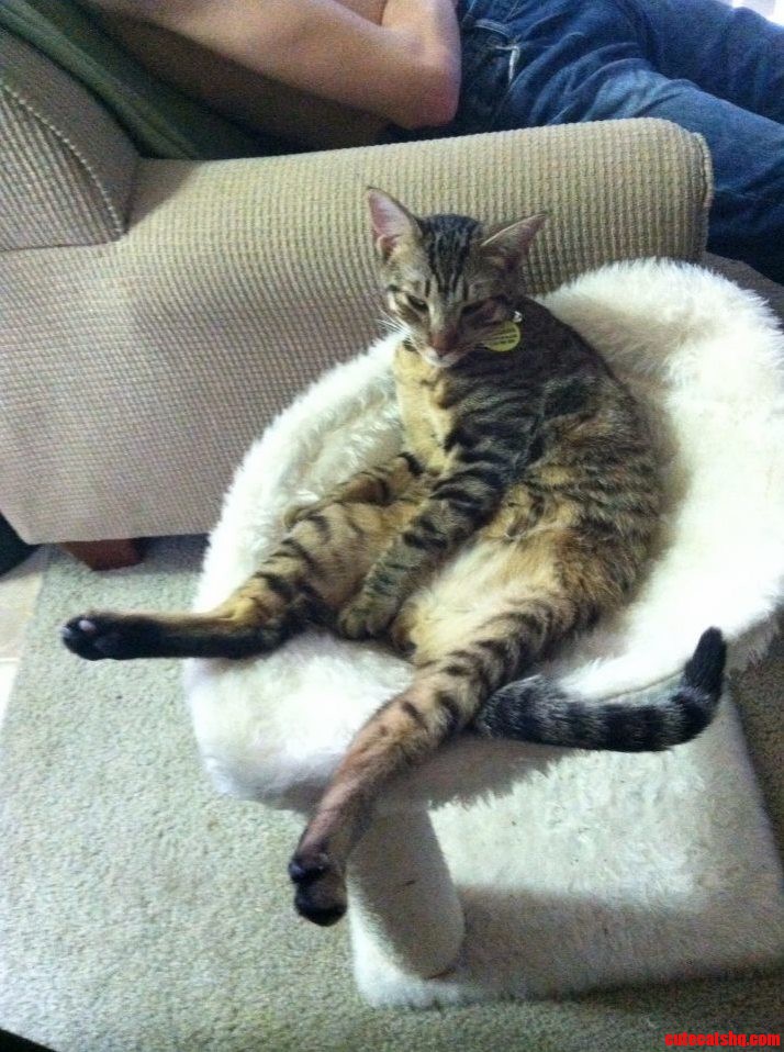 Yoshis a Strange Cat.