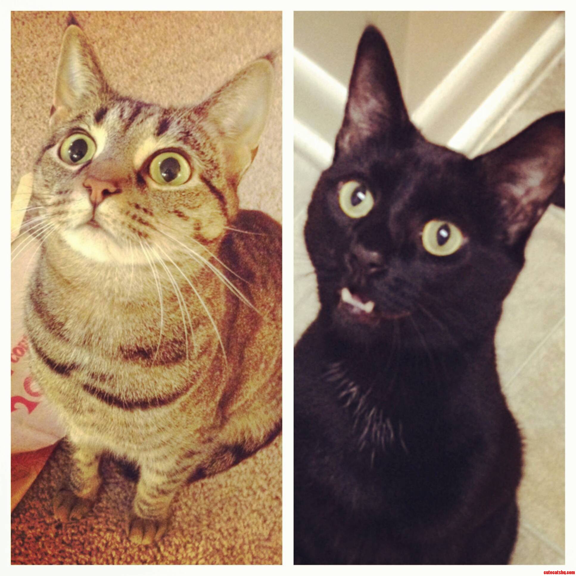 You Mean Every Day Isnt National Cat Day