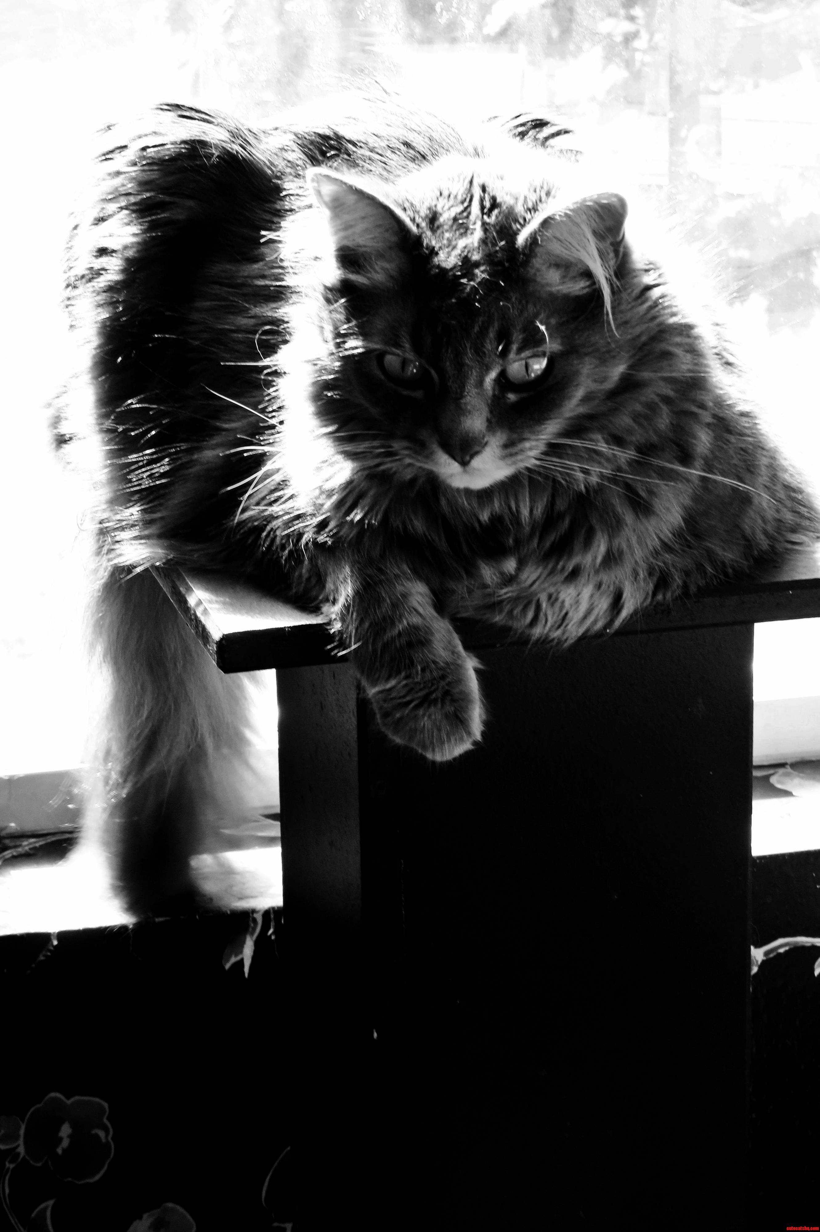 You Put Me on a Pedestal. Now Worship Me.