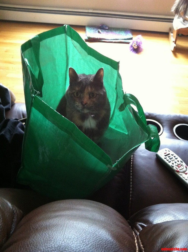 You Ve Heard of Cat in the Hat How About Cat in the Bag