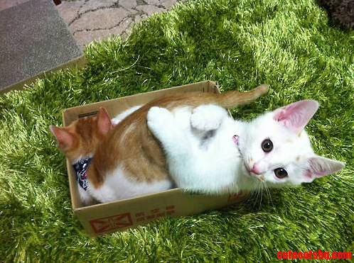 Your Order Has Arrived