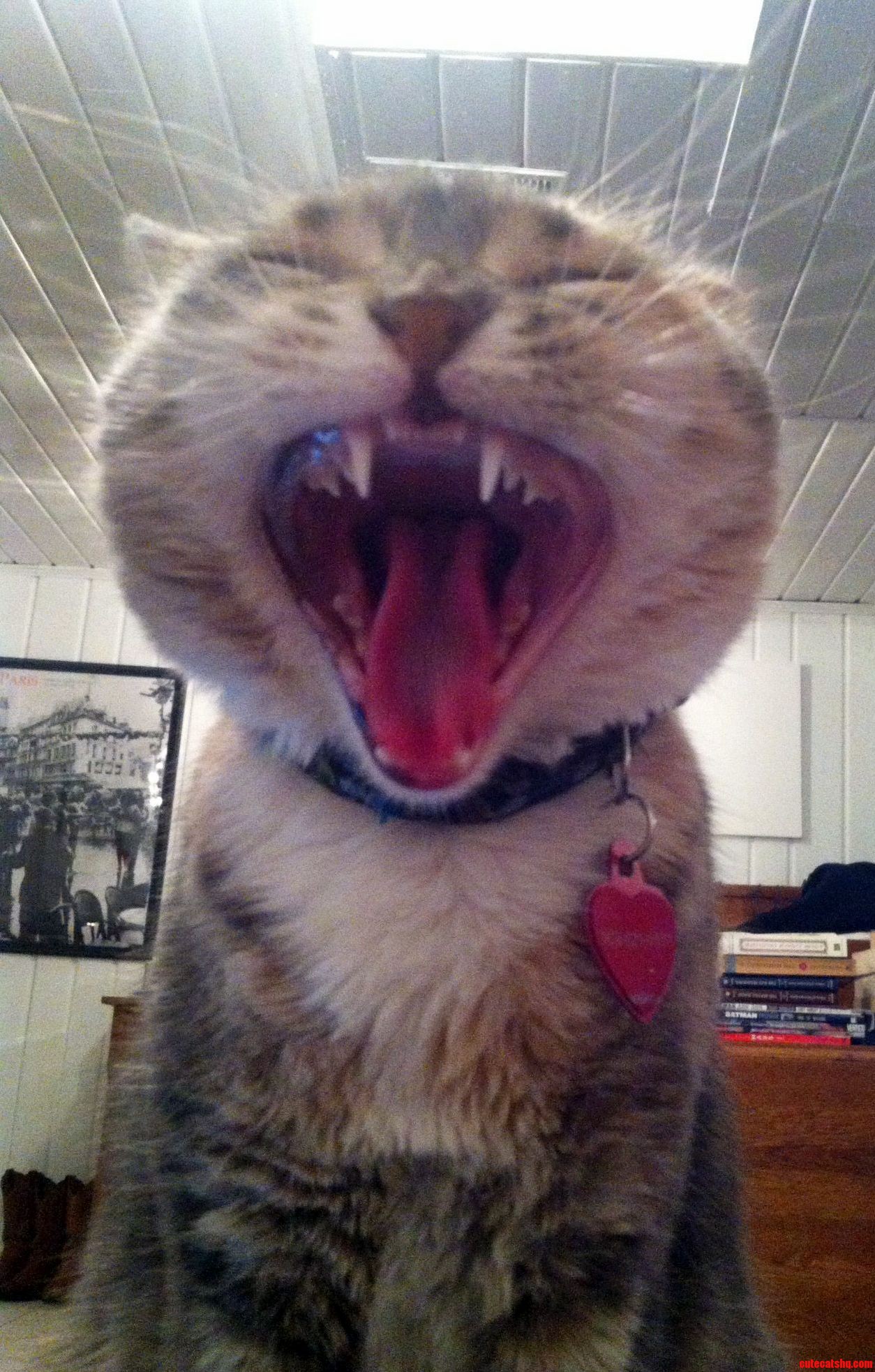 Youre Going to Hear Me Rawr.