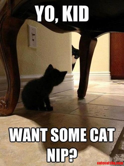 Youre Not a Scaredy-cat Are You