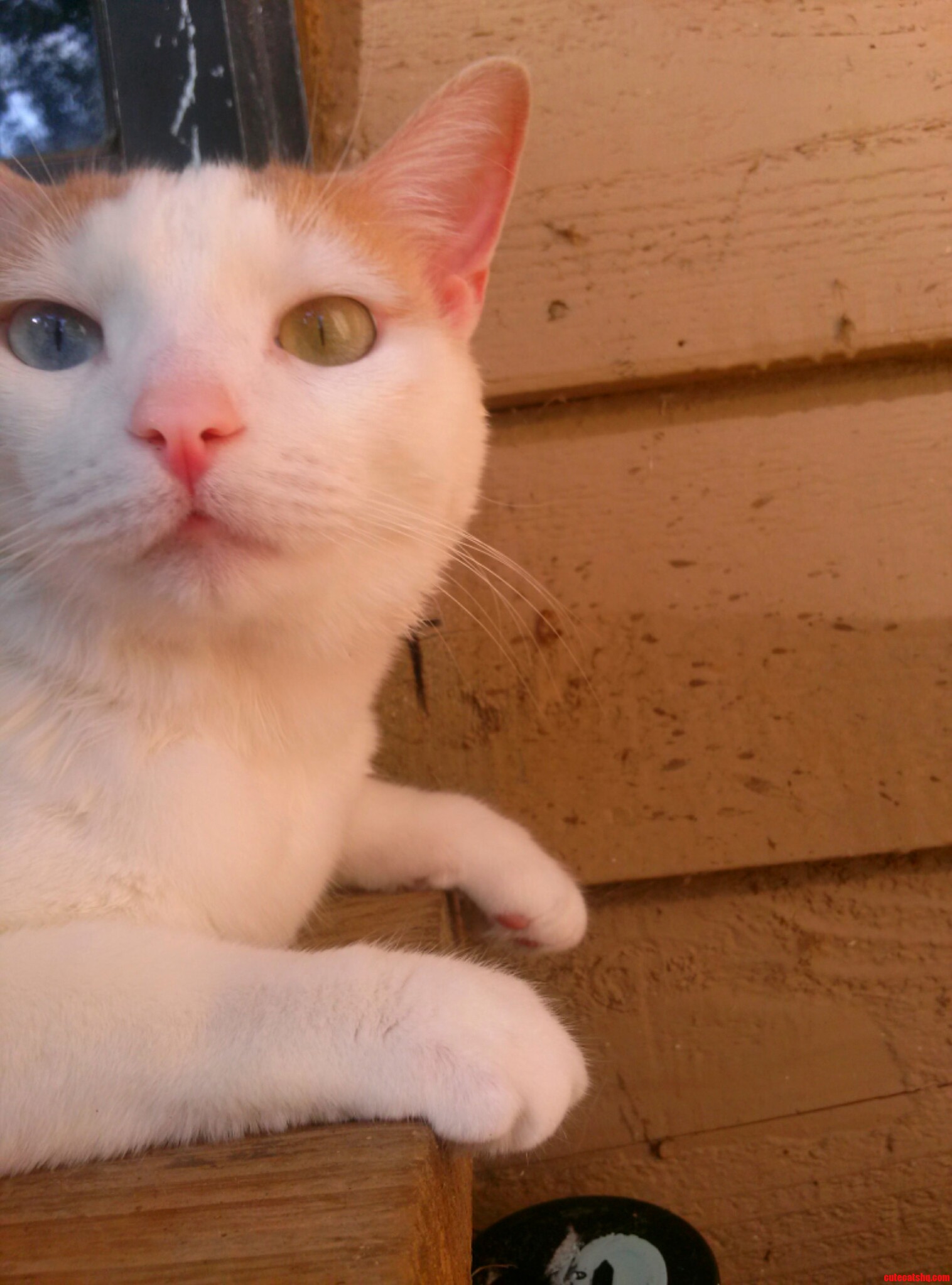 Yuna Really Enjoys Her Trips to the Porch. She Was Moving So Much I Barely Had Time to Snap This Picture