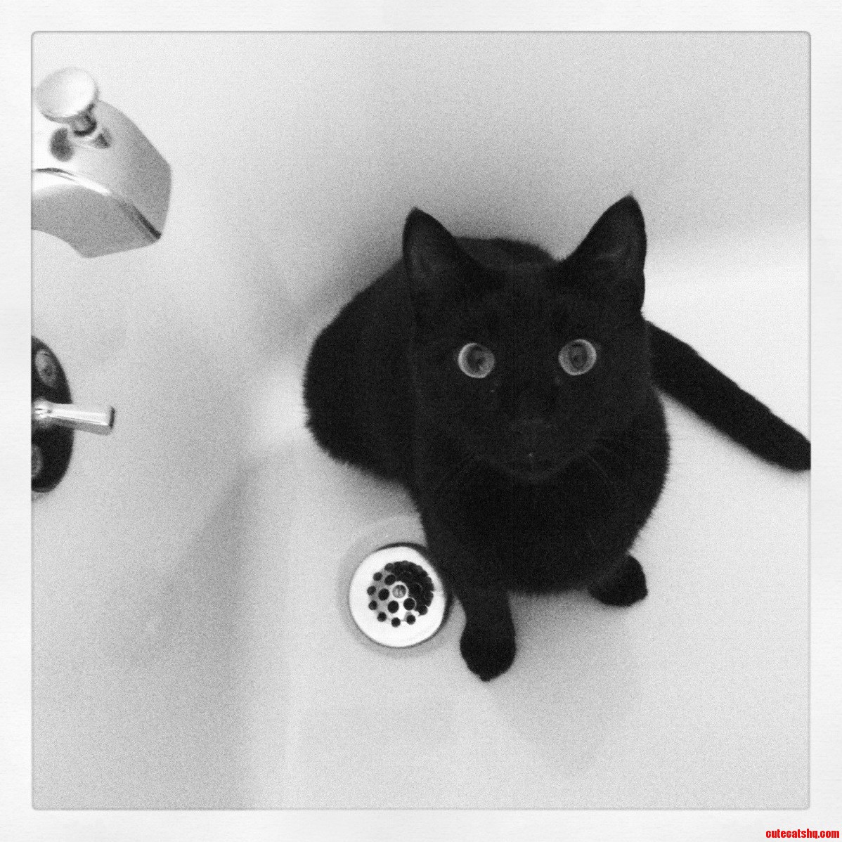 Zephyr Likes the Tub