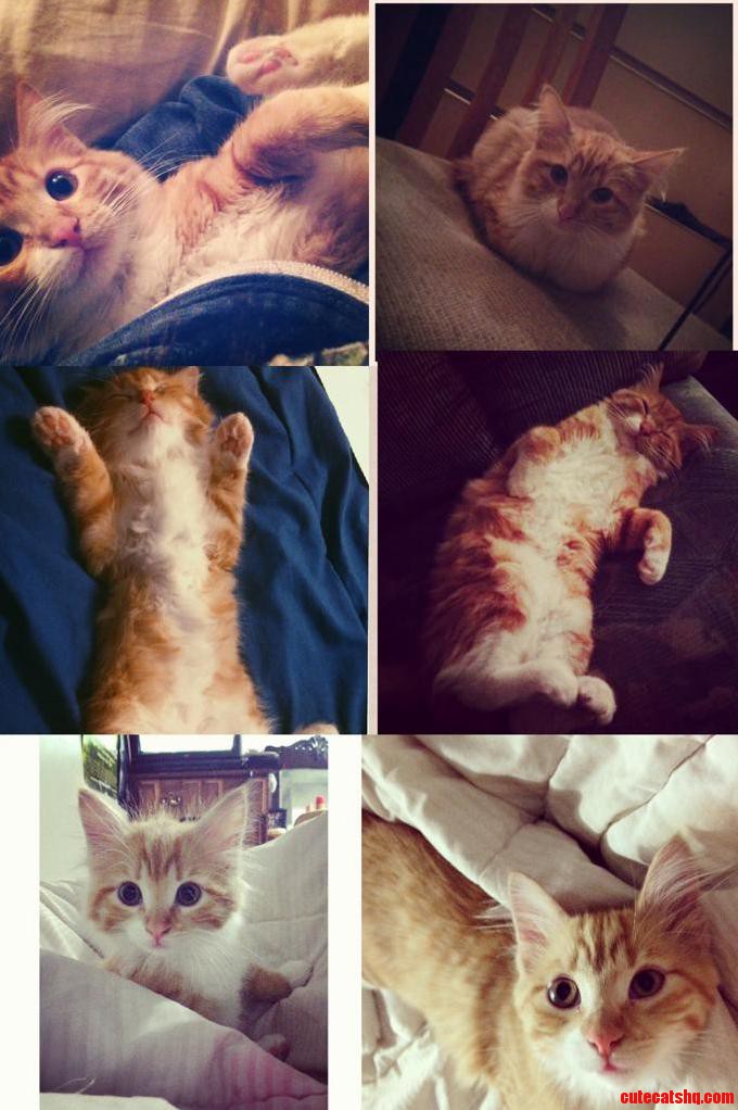Zoey Has Made My Life Awesome Happy Cat Day Everyone