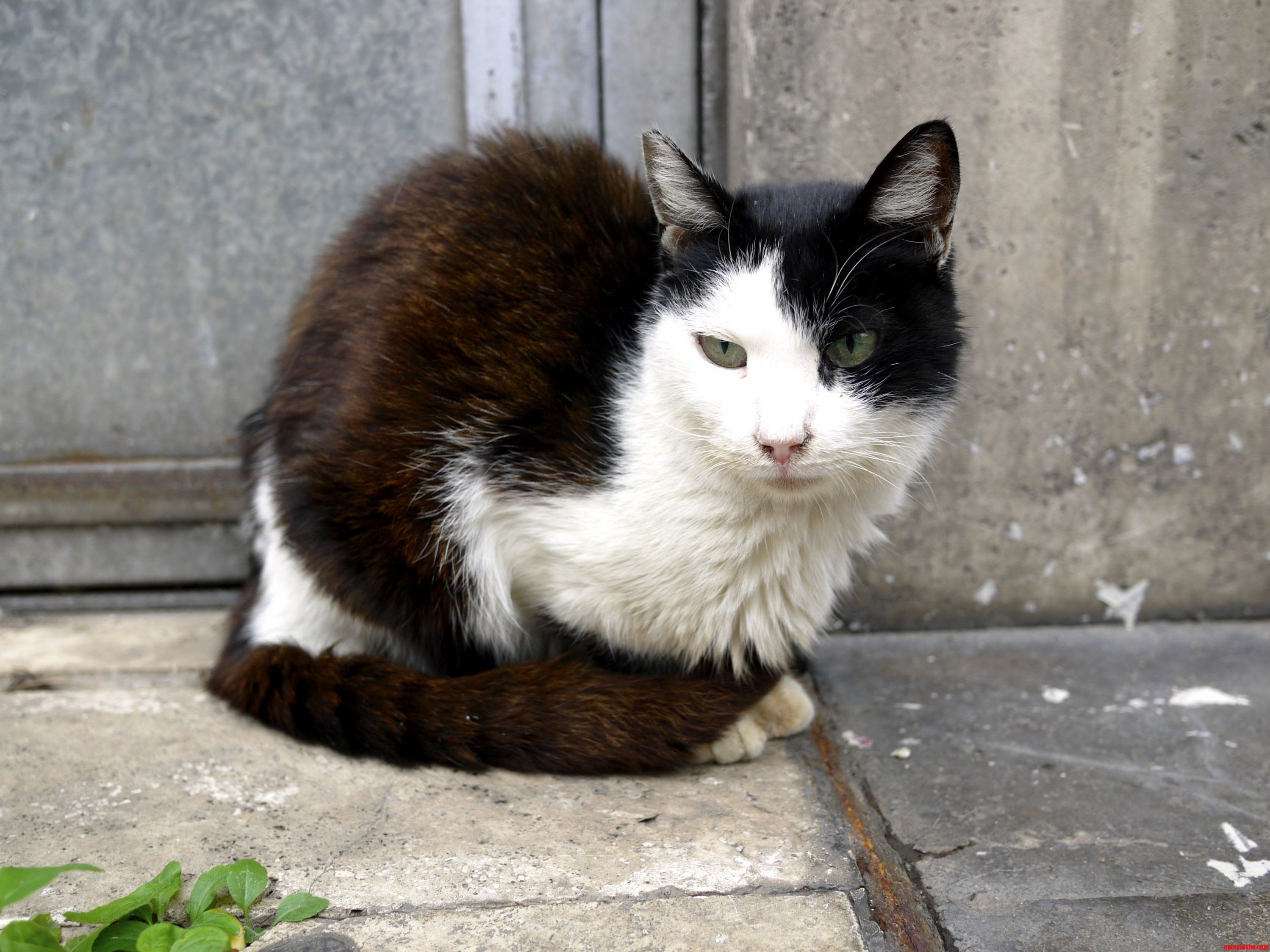 A Beautiful Roman Stray