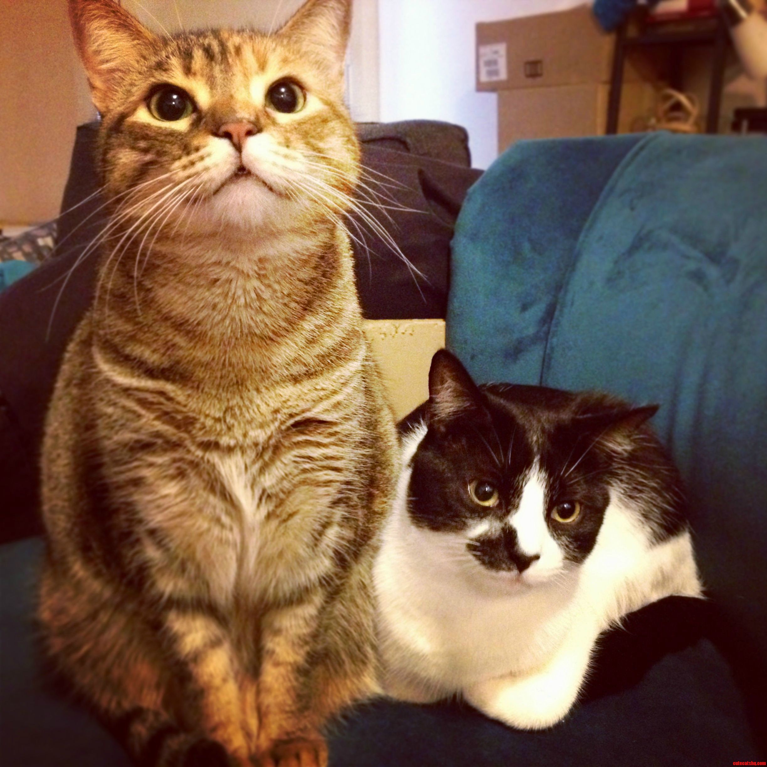 A Brief Moment of Peace Between Cat Siblings