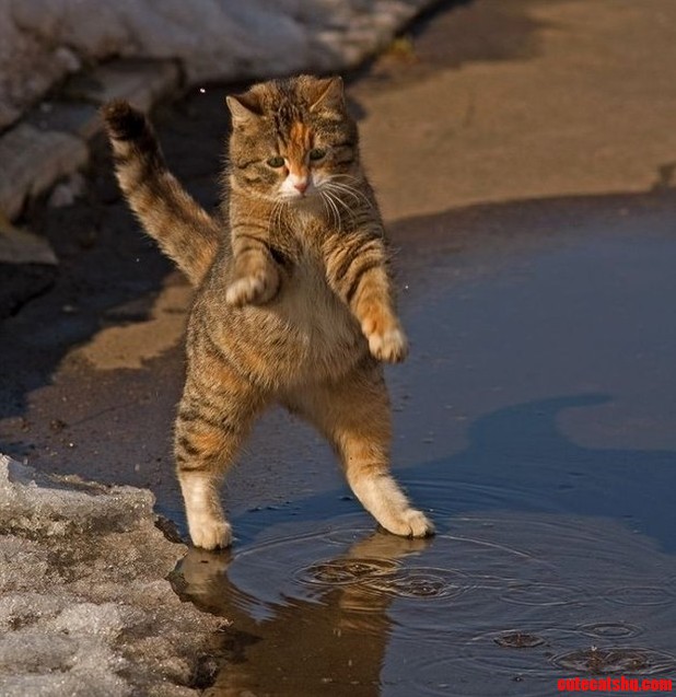 A Very Cute Street Cat