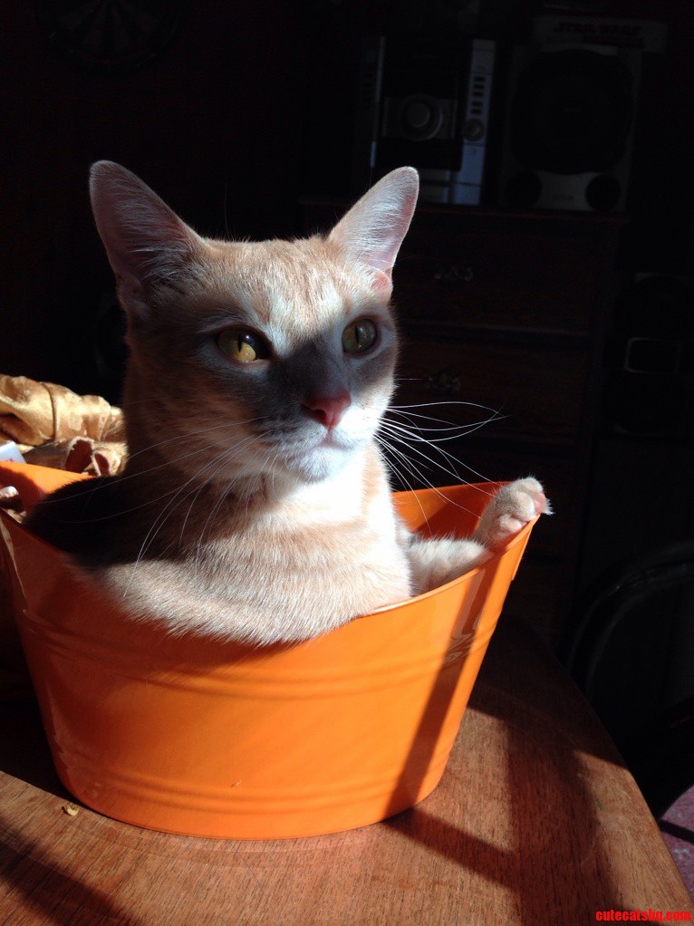 A Warming Basket.