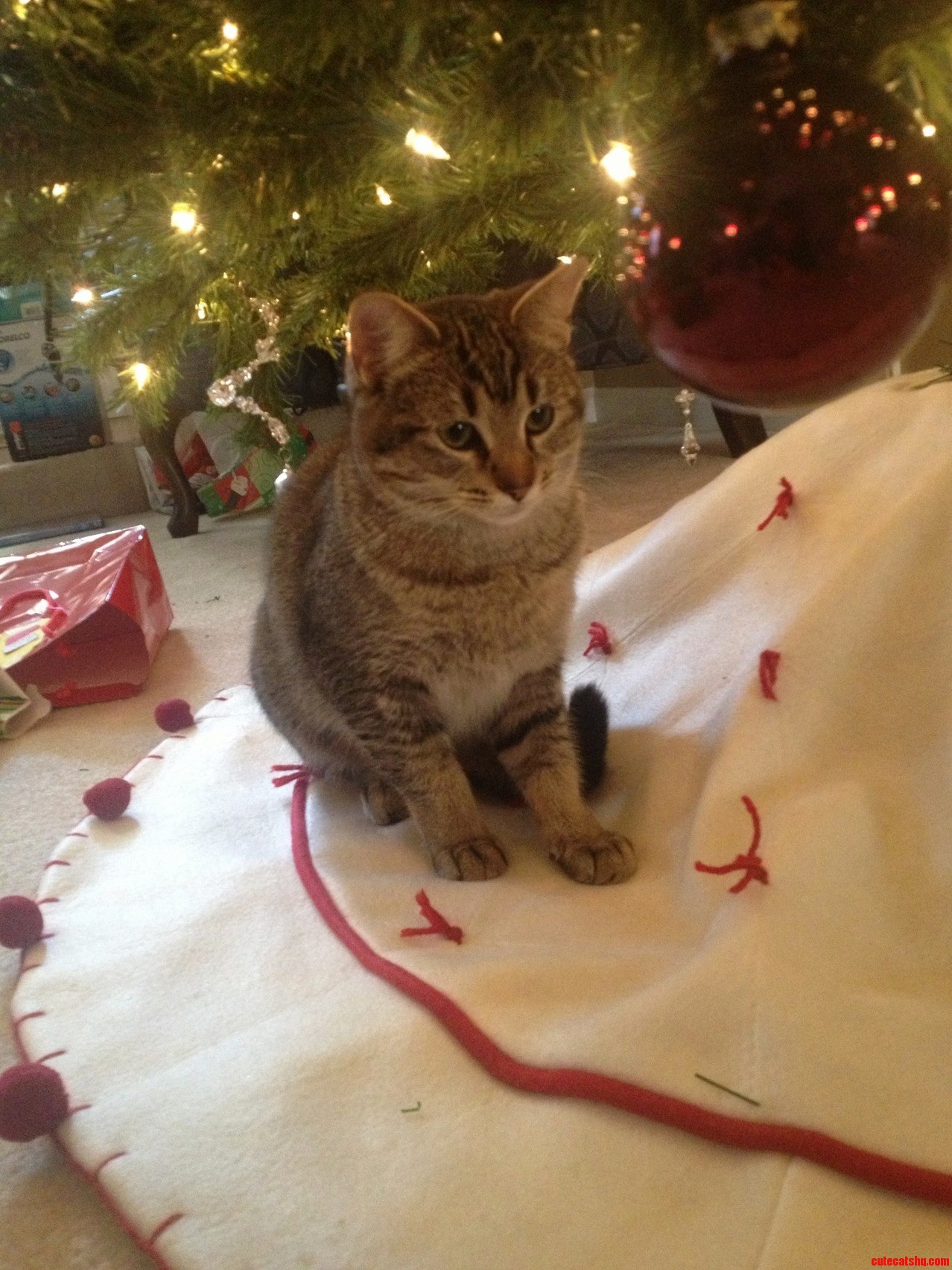 About to Nap Under the Tree