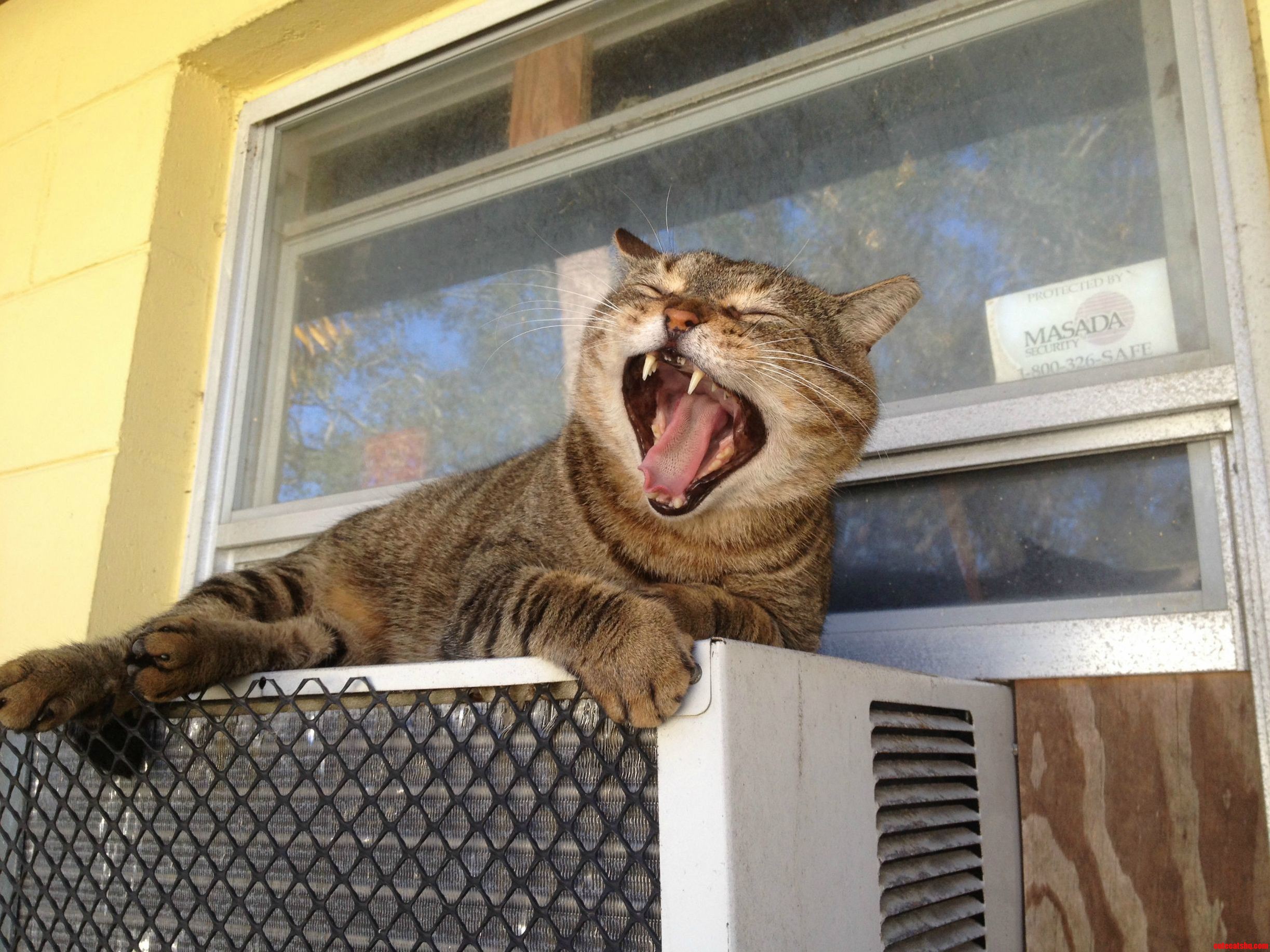 Accidentally Woke Him Up.