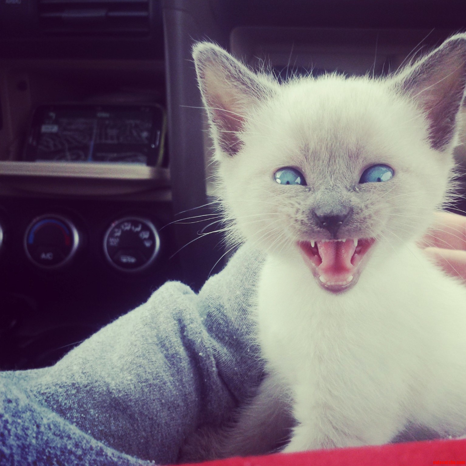 Added a New Member to Our Cat Family a Couple of Weeks Ago.