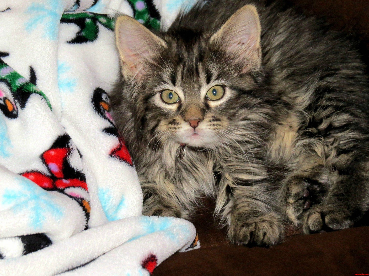 After Living Alone for a Year I Decided to Get a Companion. Meet Marceline My Fluffball
