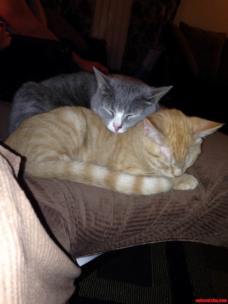 After Months of Hissing and Catfights This Picture Makes It Worth It.