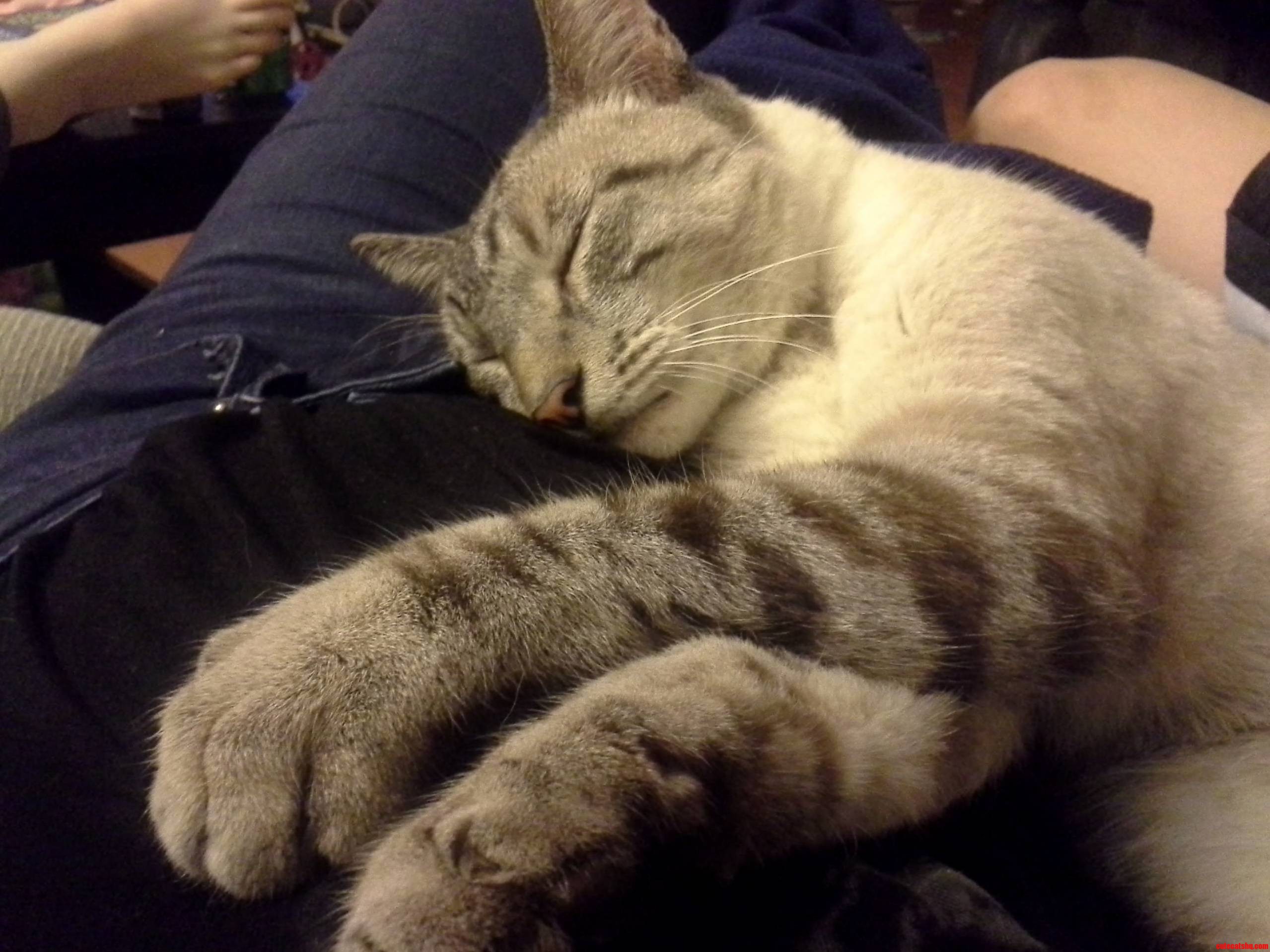 After Two Weeks of Not Being Able to Find Him Cotton Is Happy to Be Back Siamese Tabby Mix