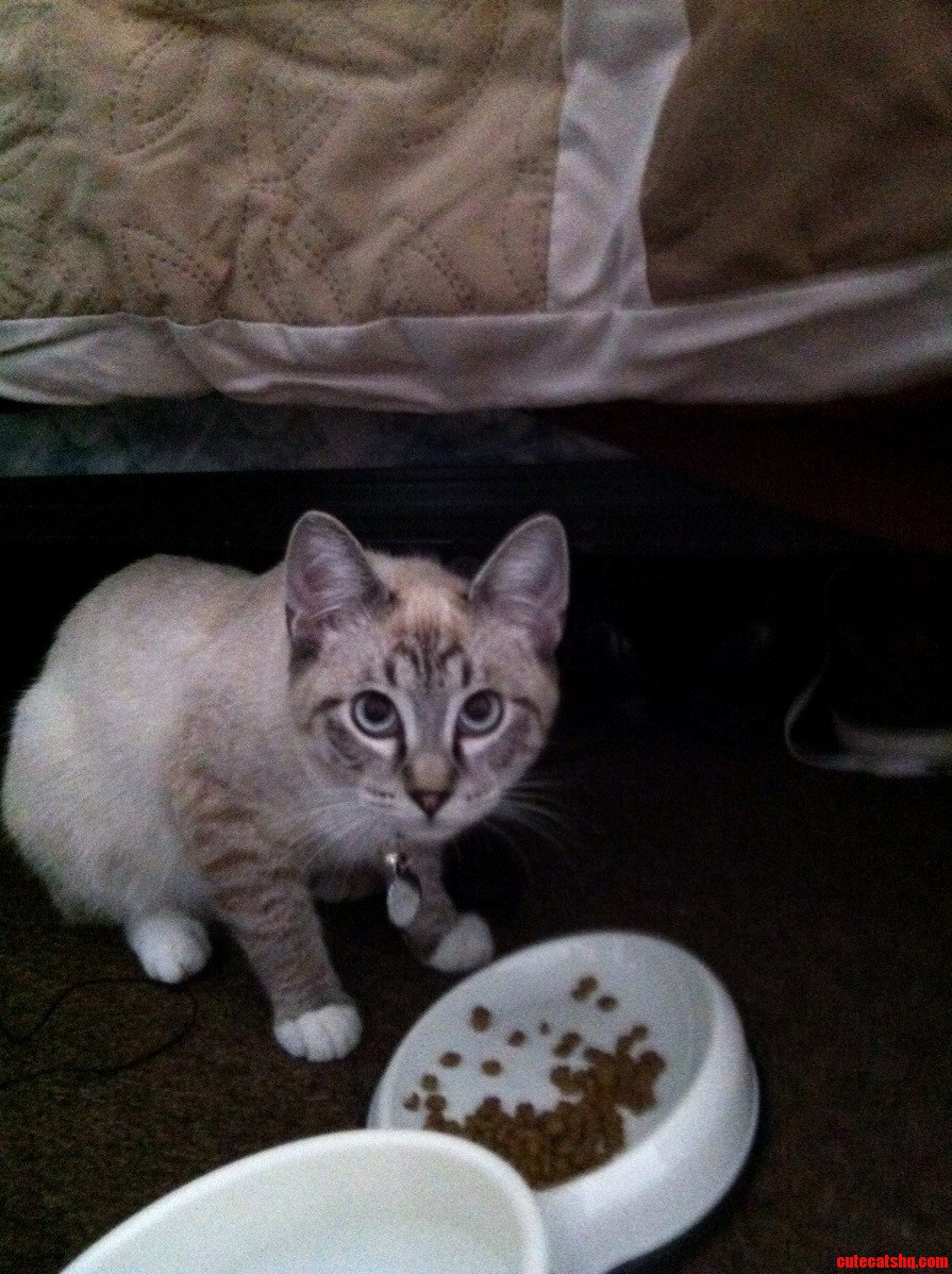 After Years of Not Having a Cat I Saved This One from the Animal Shelter 8 Months Old Meet Luna