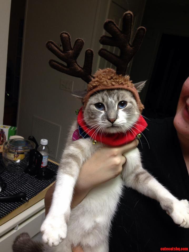 Alice Loves Her Christmas Outfit