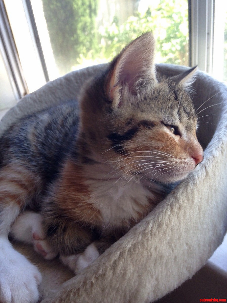 All of Our Fosters Found Homes in Just Two Days Photos of Kitties Below