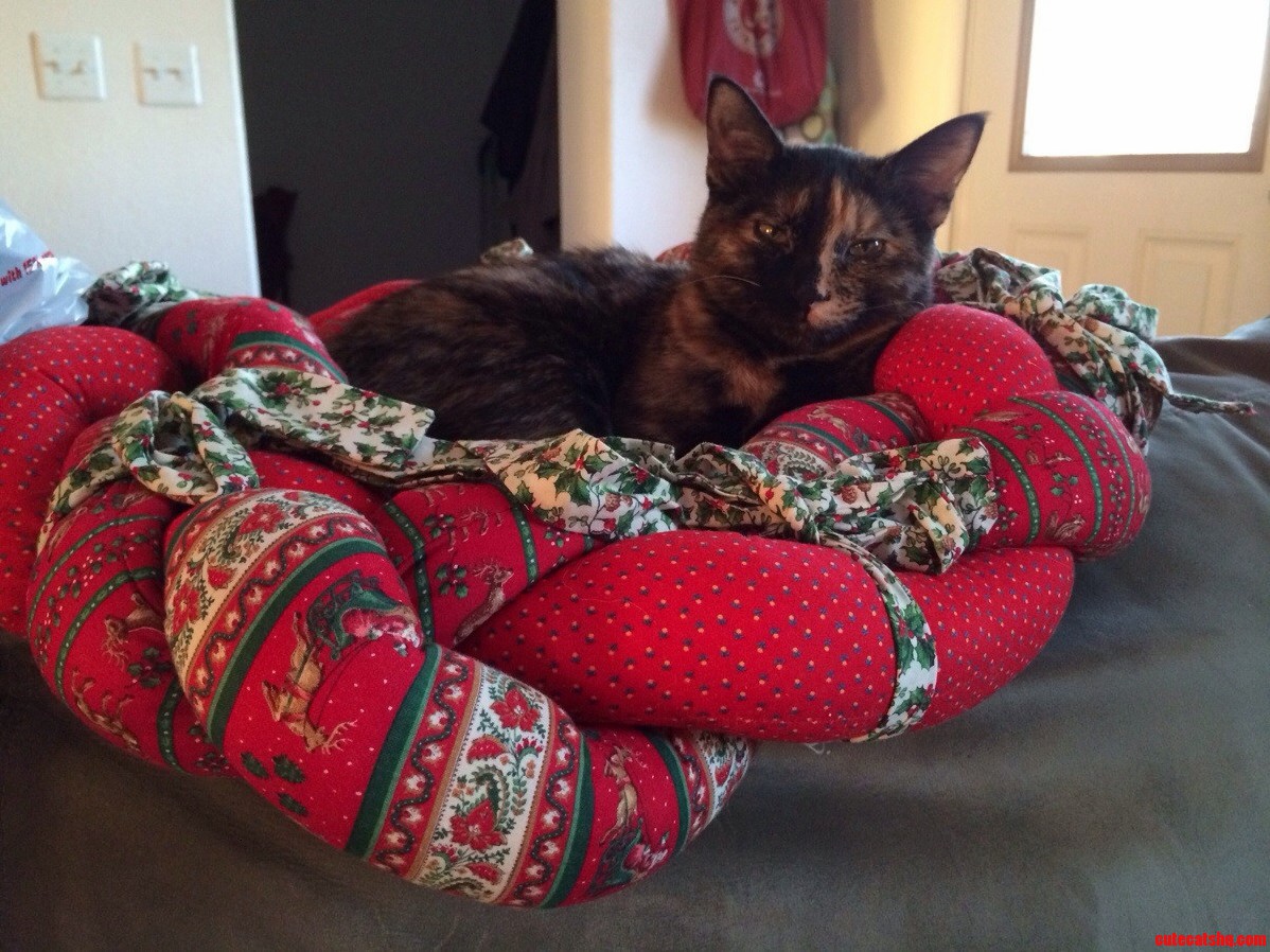 Amelia Taking Advantage of Christmas Decorations That Have Not Been Put Up Yet.