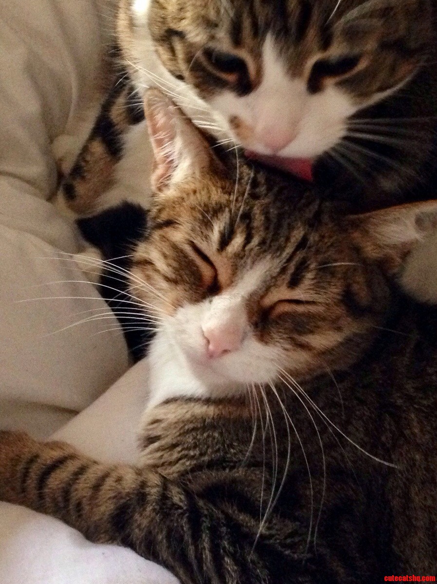 And to Think I Was Worried About the New Cat Kite Settling in