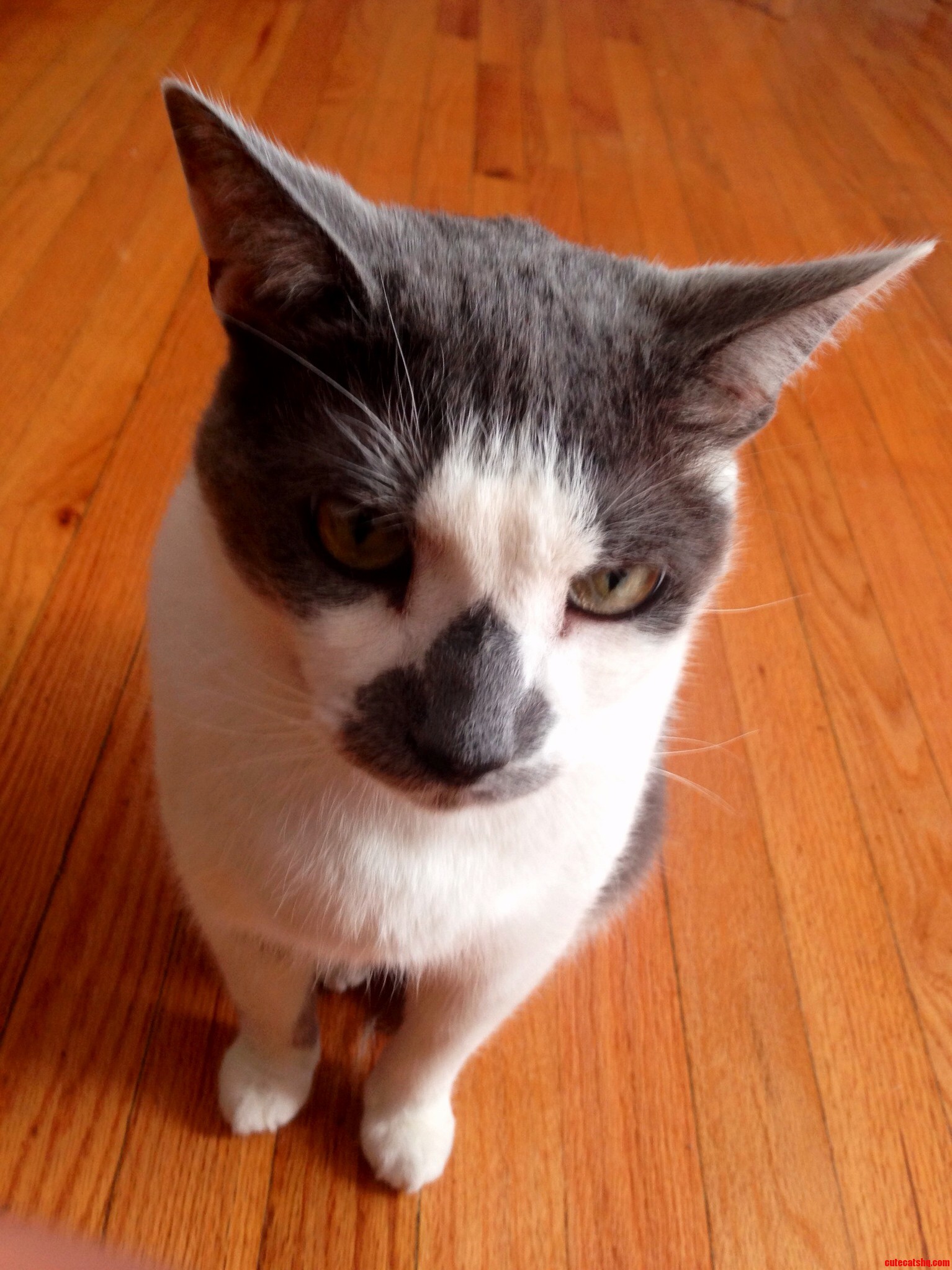 Angel Was Curious About the Camera