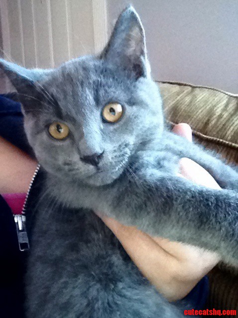 Anyone Know What Type of Kitten This Is He Is a Dark Ironish Grey.