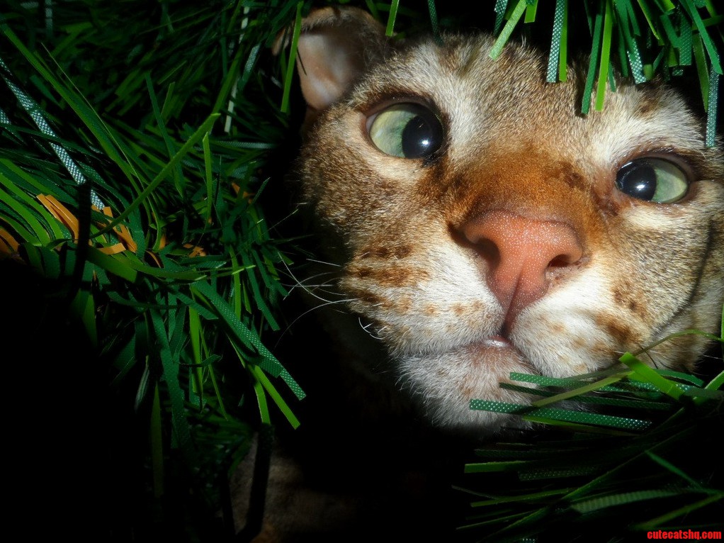 Archie Loves the Christmas Tree
