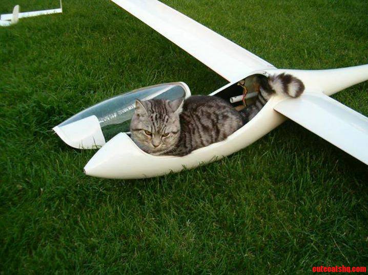 Aviacat
