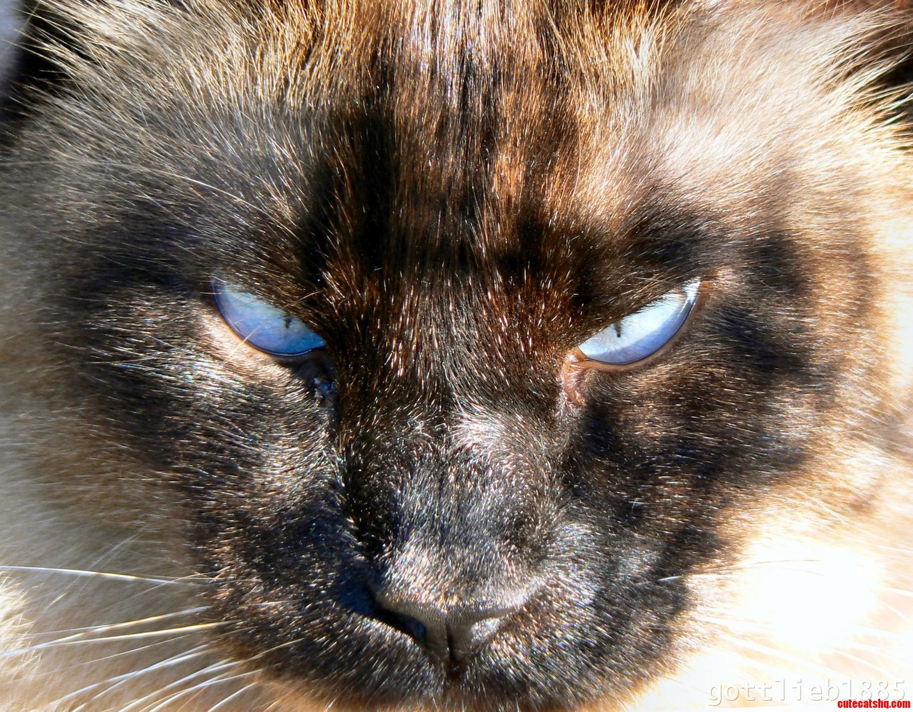 Awesome Closeup of My Seal Point Balinese Cat Mister Muff