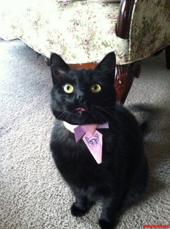 Bazil Has a Tie for His Important Days.