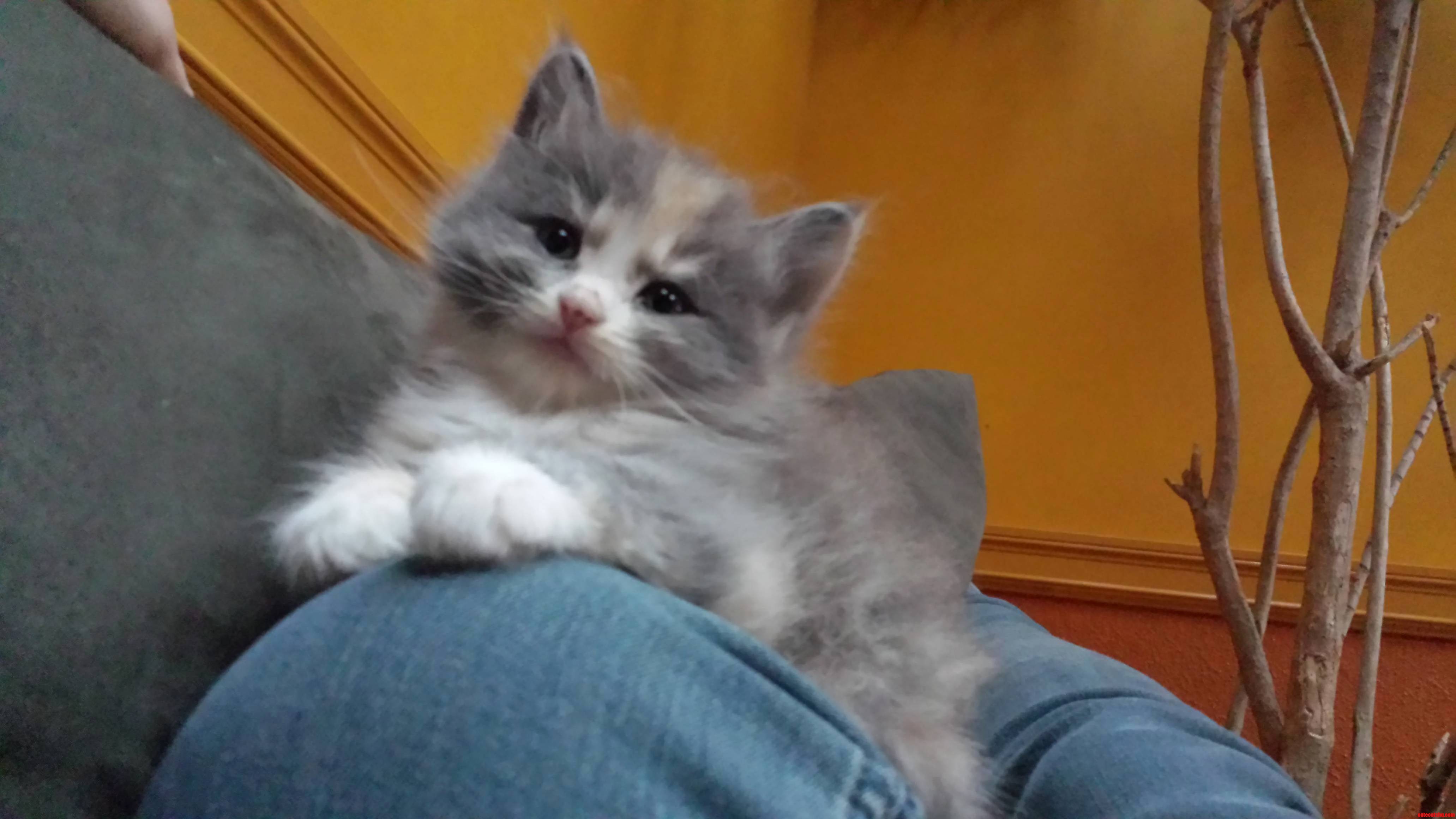 Because What Is the Internet with Out Kittenz