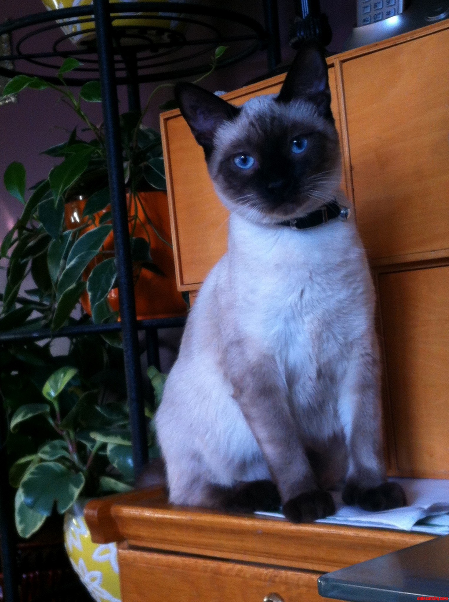 Bella