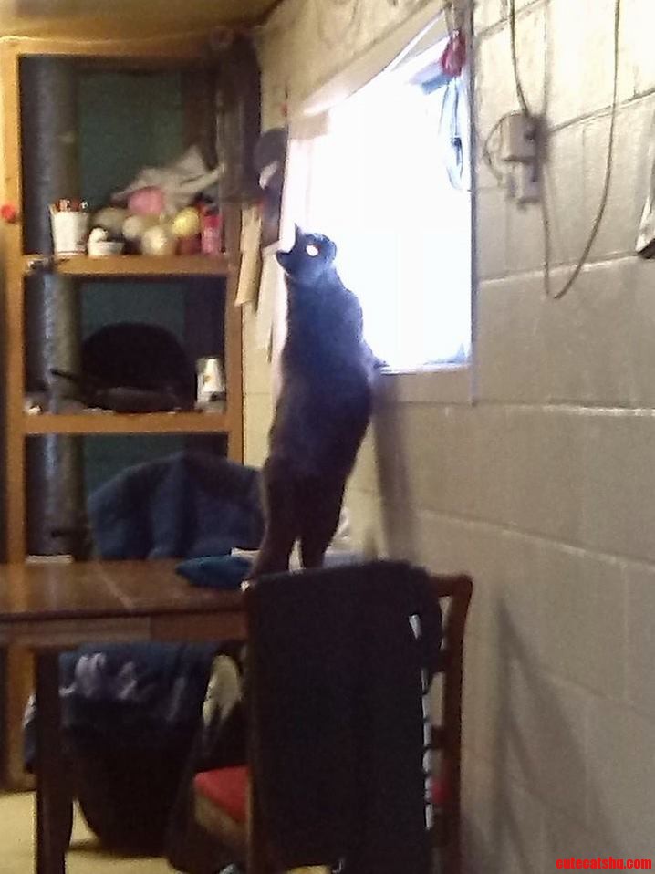 Birds Outside