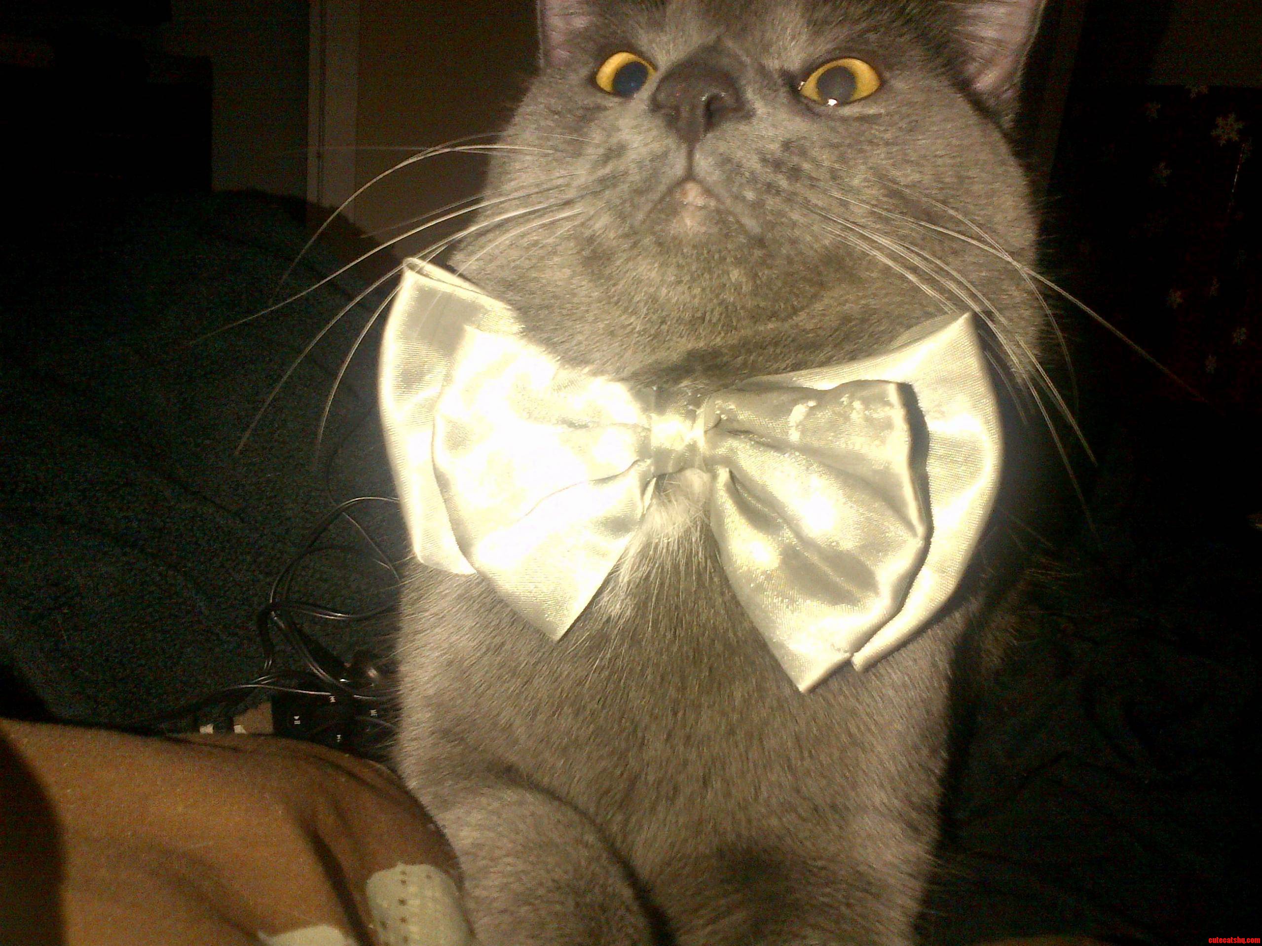 Booboos Bowtie 3