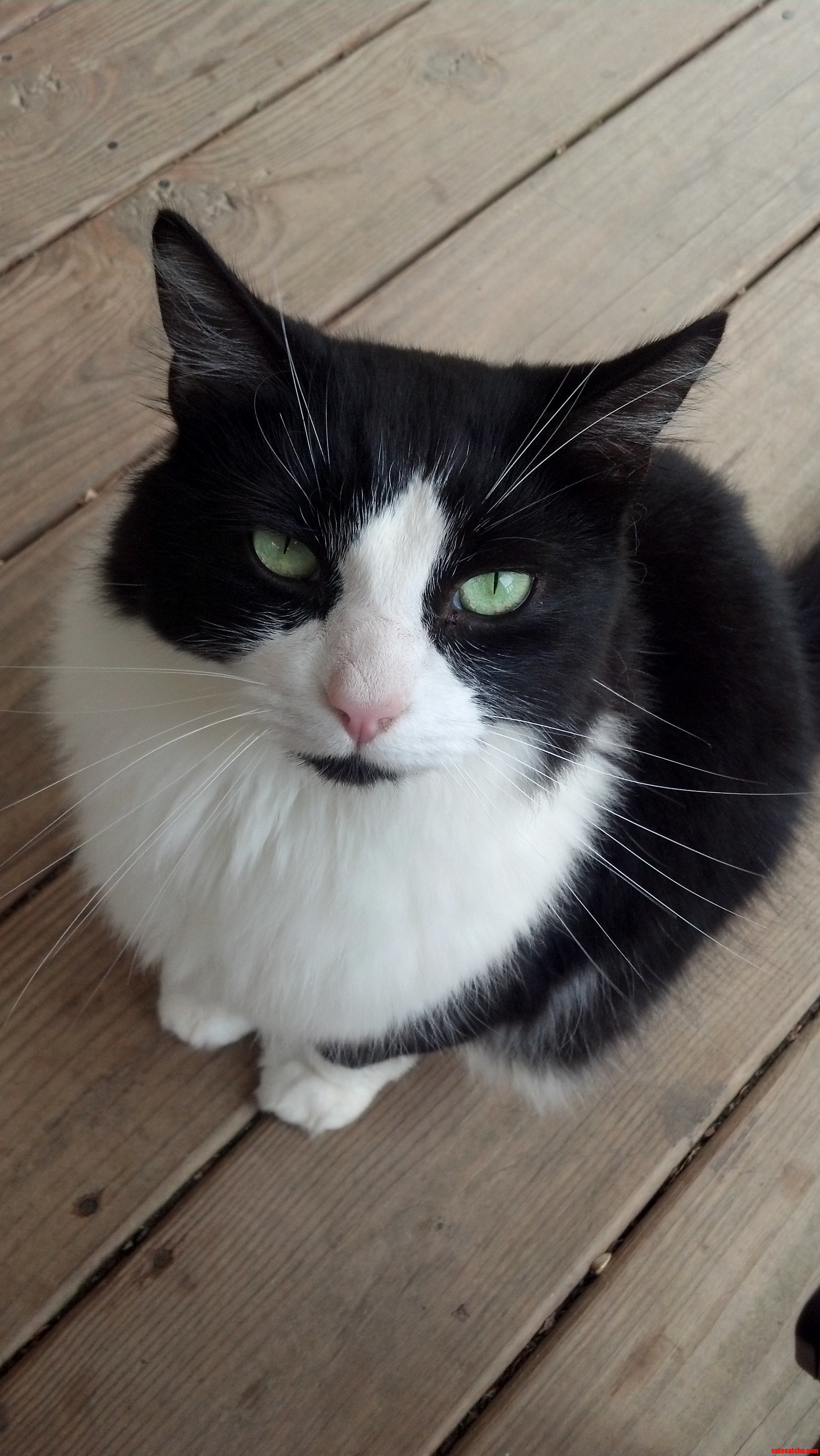 Boots the Super Not Fancy Outside Cat at My In-laws.