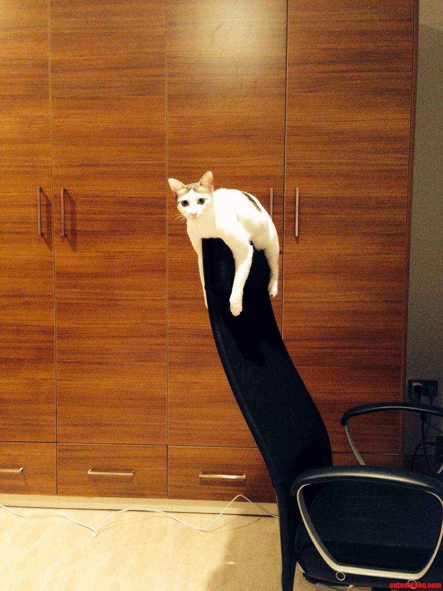 Bought a New Office Chair. Skylar Seems to Have Claimed It.