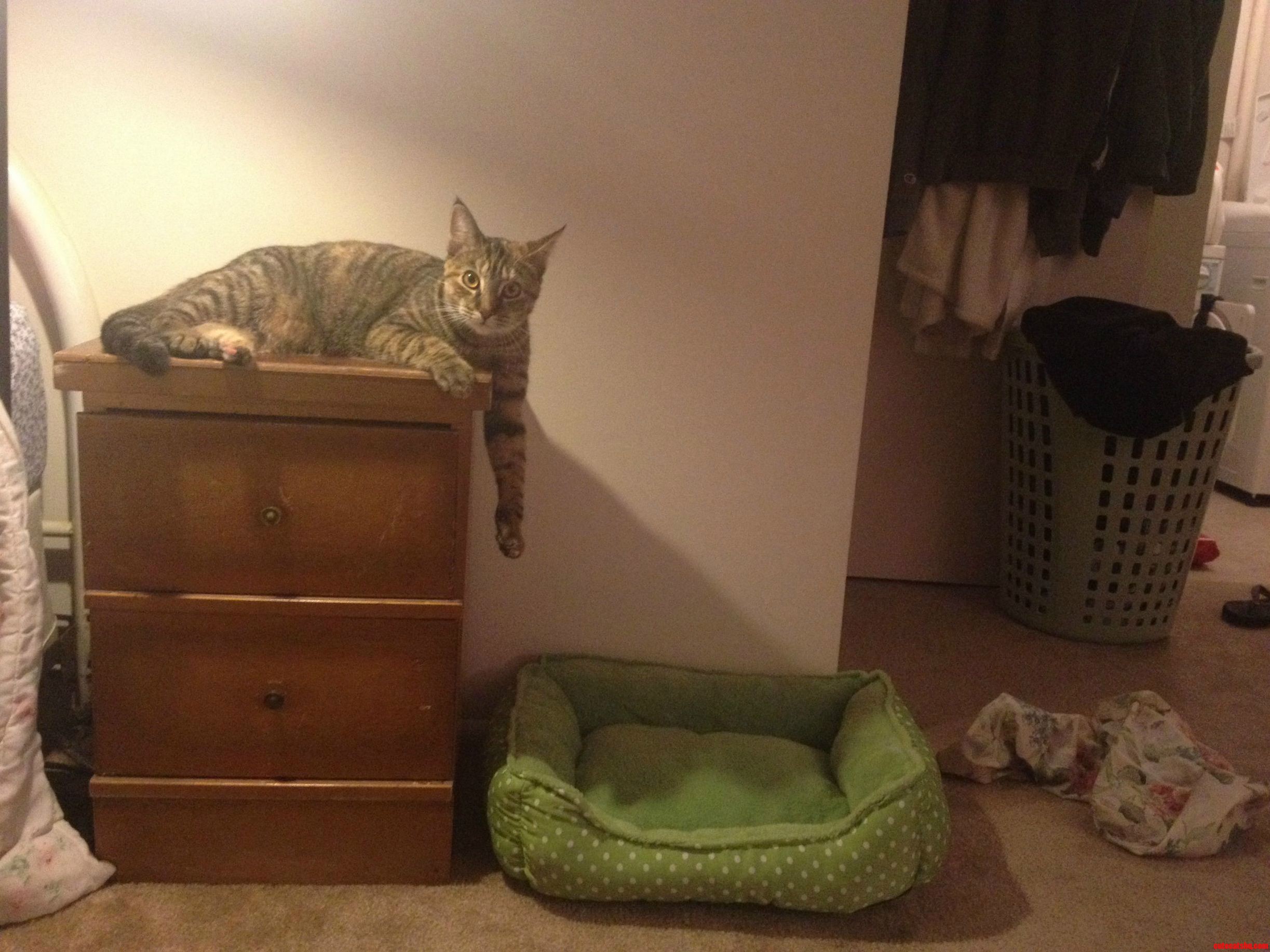 Bought a Nightstand and a Catbed. Guess Which One She Sleeps On.