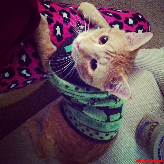 Bouncing on My Birth Ball and Sheldon Wanted to Join 3