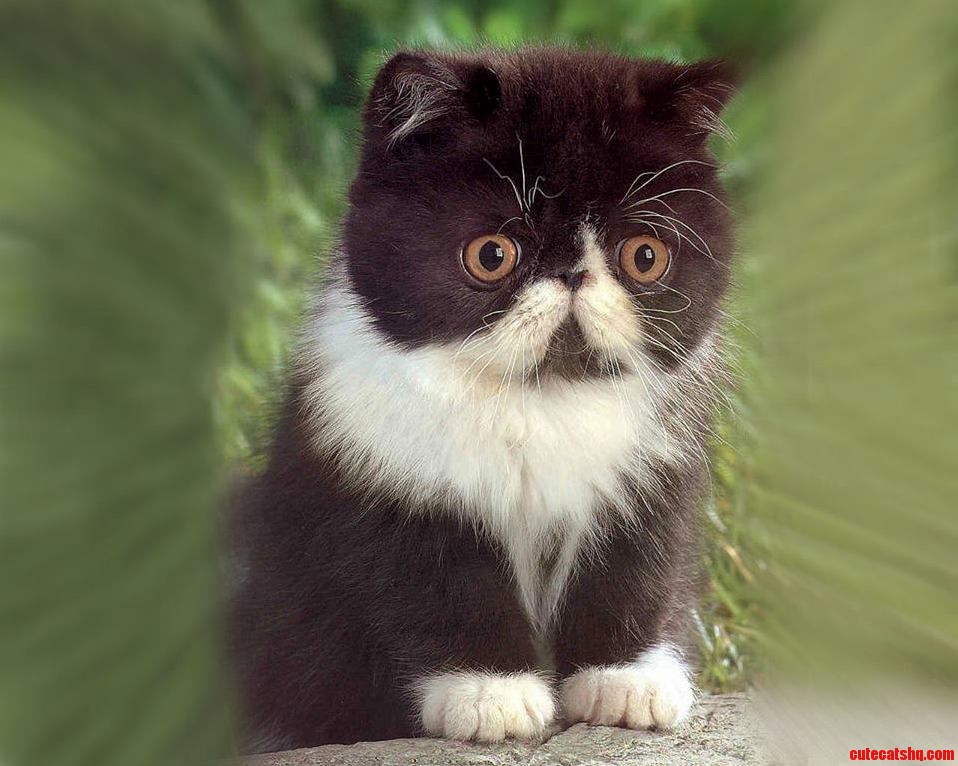 Brian the Mind Changing Cat